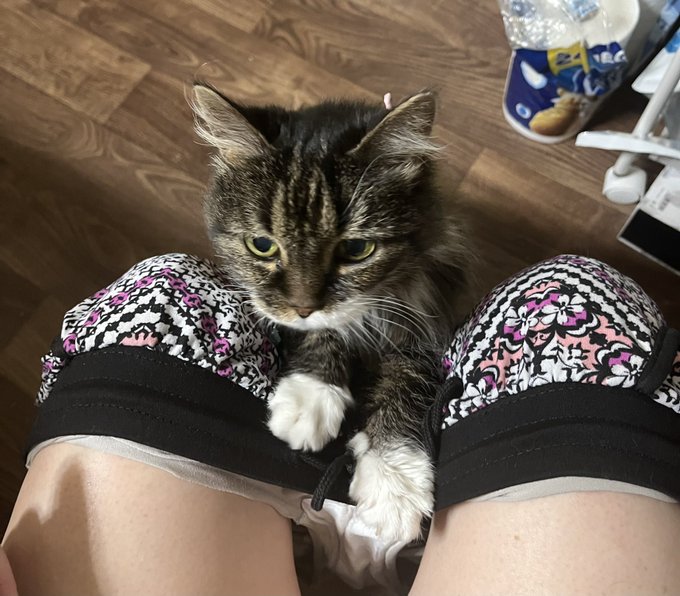 No privacy when you have a cat lol https://t.co/ZKFy0Io02n