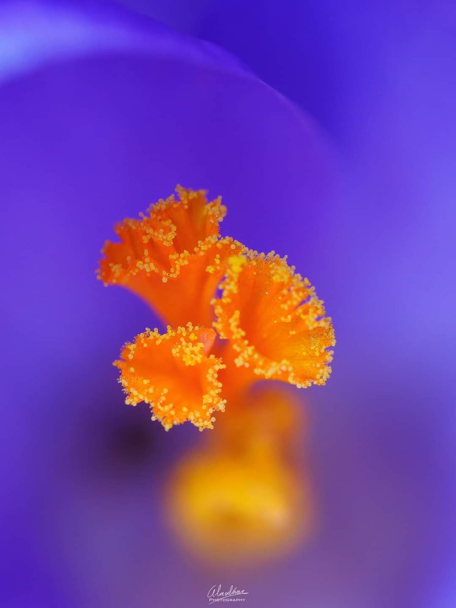 Detalle de la flor Crocus vernus.Azafran.💜🧡