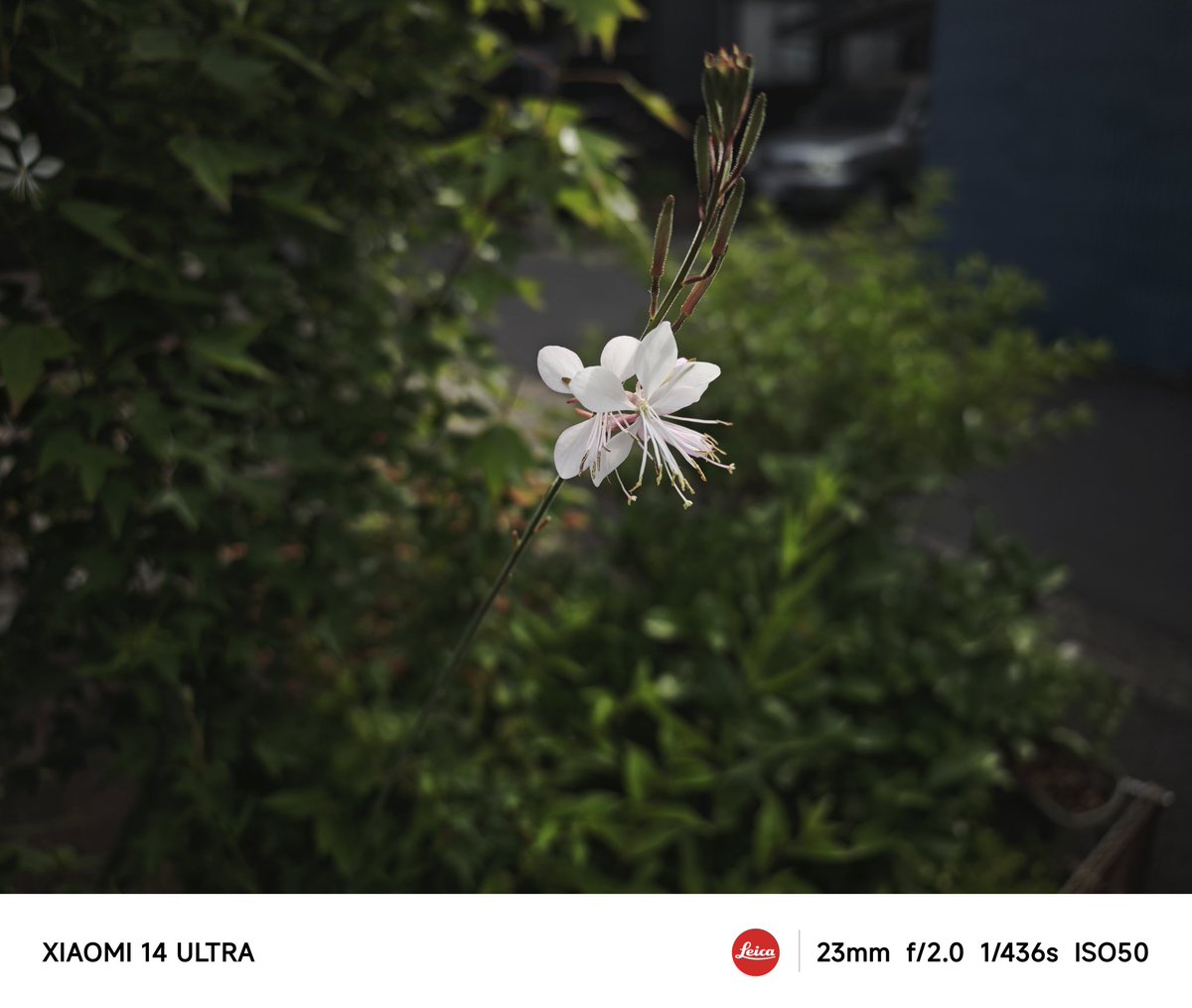 今日も現場！
短編の撮影です😁
家の前に咲いてた花も頑張ってます🌞

#playApart
#プレアパ
#映画
#自主制作
#xiaomi
#Xiaomi
#Xiaomi14Ultra