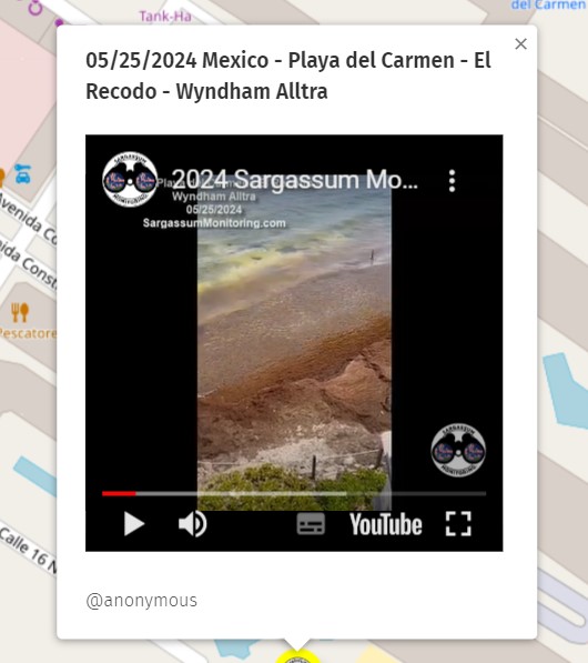 May. 25th 2024 #Mexico #Mexique #PlayadelCarmen Check out all the pictures of the day on the map 2024 here : sargassummonitoring.com/en/official-ma… #sargassum #sargazo #sargasses #sargassummonitoring #SurveillancedesSargasses #MonitoreodeSargazo #RivieraMaya #sargassumseaweedupdates