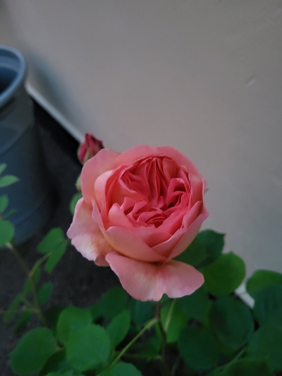 I forgot these Golden Hour Roses I photoed this morning 
The first blooms from that rose