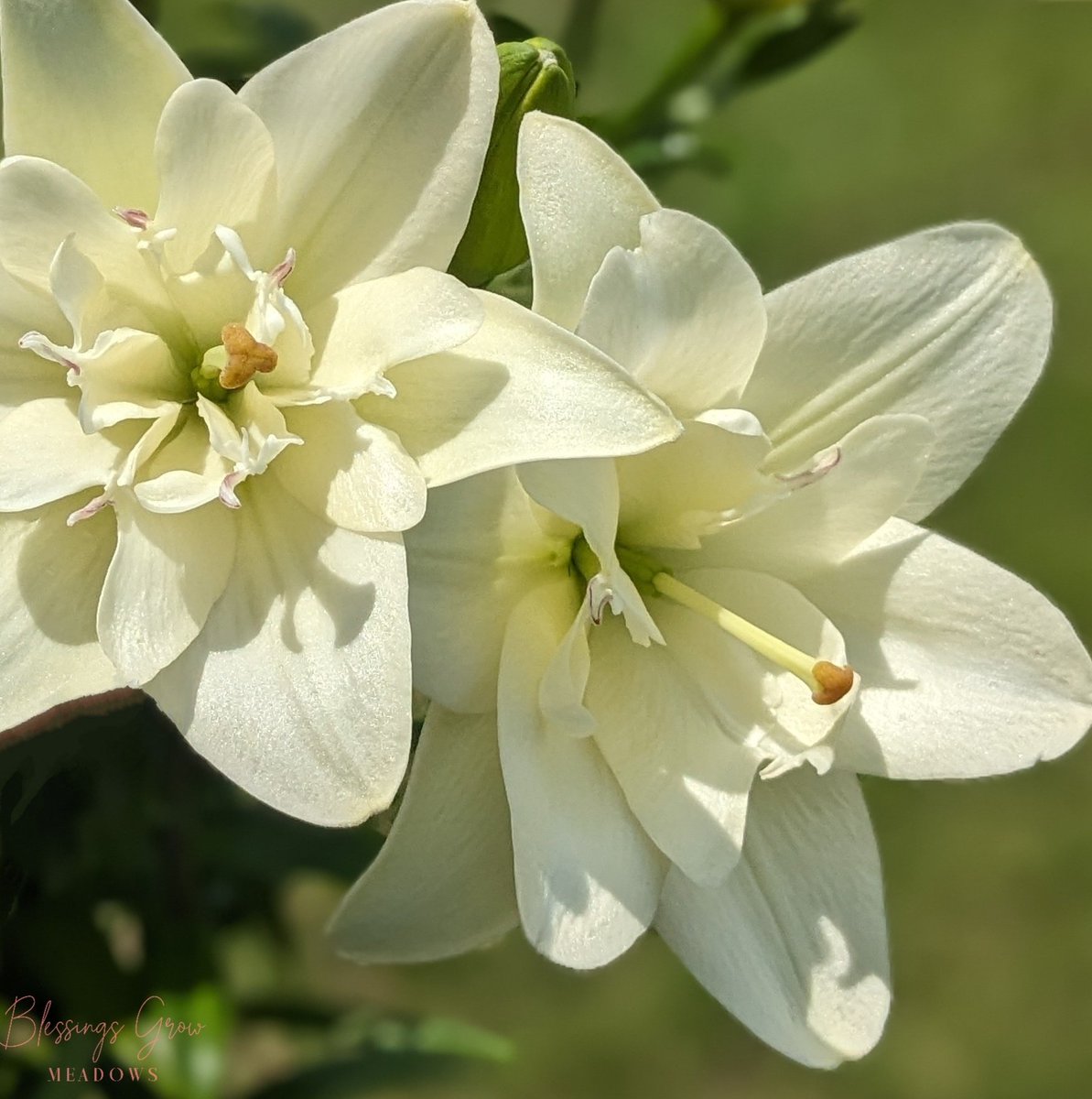 These charming pollenless, non-fragrant double Lillies produce long, strong stems, are brilliant to work with, and come in at just the perfect size! 
 ☑️ 🤍
.
.
.
.
#lillies #doublelily #locallygrown #growingwithpurpose #bloomstoshare #metterblooms #blessingsgrowhere