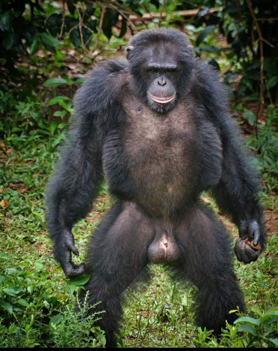 formess_'s tweet photo. Nesse friozinho to igual esse macaco só saco e pouco pinto https://t.co/mLemZwCQVH