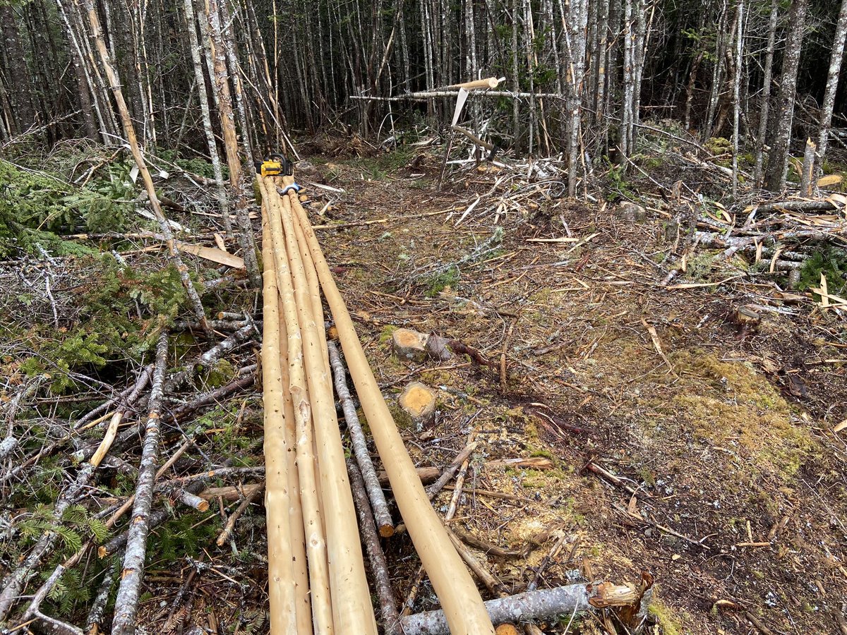 I’m cutting and rhyning about 25 teepee posts and doing it this time of the year makes me smile while doing so. Can anyone guess why from this snap?