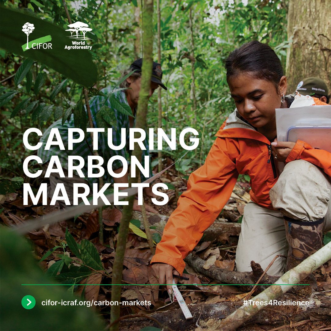 Whatever your view of the global carbon credit market, one thing is becoming clear: it’s growing. At CIFOR-ICRAF, we’re particularly well-poised to tease through the opportunities and knotty issues that emerge as this market expands. #NewFeature ⤵️ bit.ly/44sLaYS