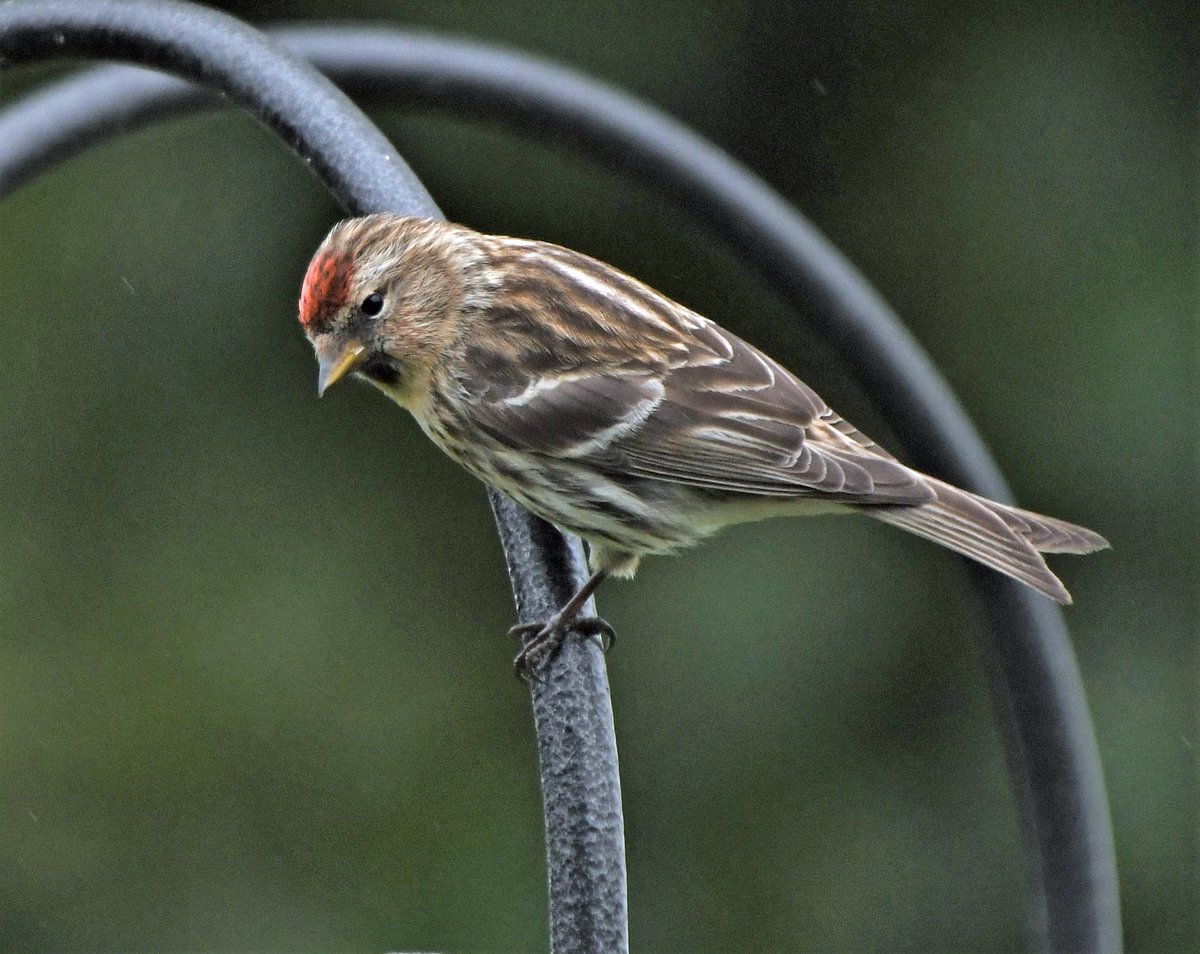 AmandaFall10's tweet photo. Still a few lovely Lesser #Redpolls about too, how lucky we are here in @NlandNP. https://t.co/gTfIrd3vC3