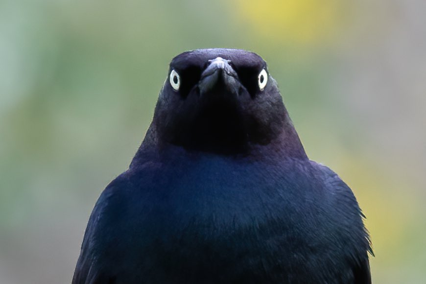 Brewer’s blackbird makes a compelling argument that you should donate to my #birdathon. Every donation helps @BirdsCanada help birds 👉 canadahelps.org/en/charities/B…