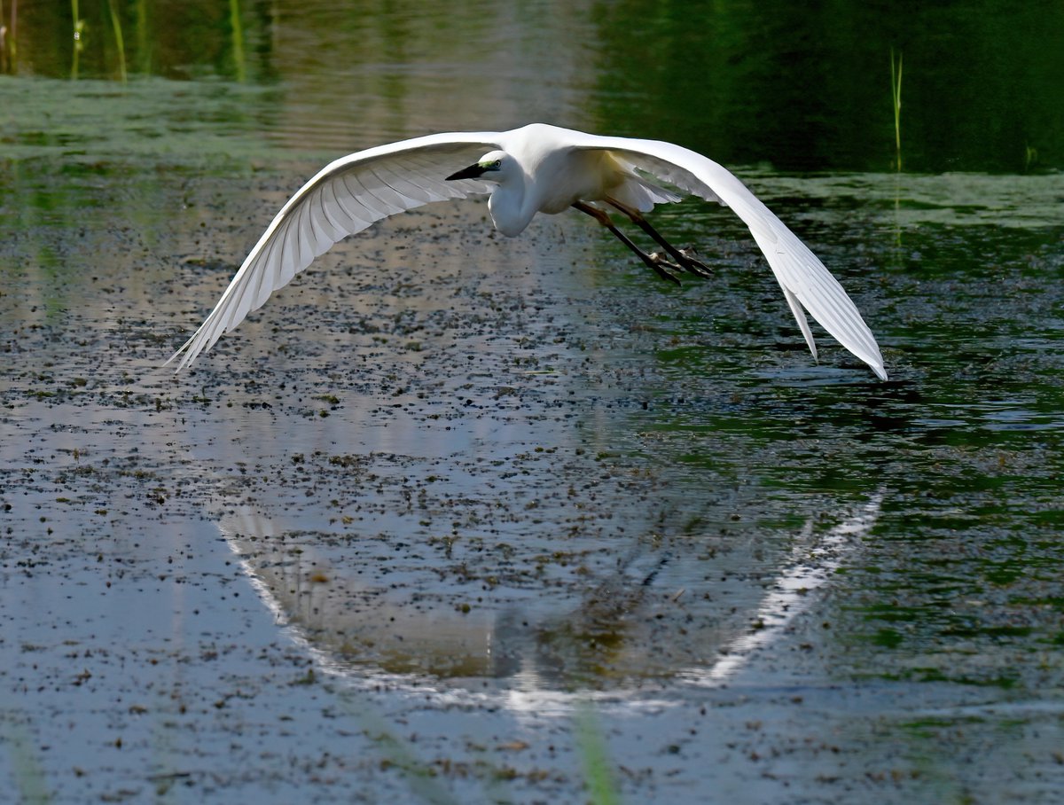 Great White Egret and reflection. 😍 Taken last weekend at RSPB Ham Wall in Somerset. 😊🐦
