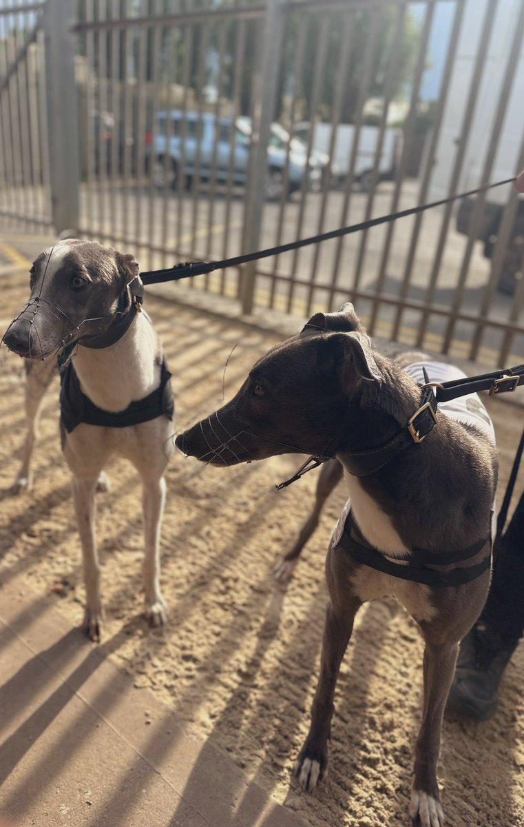 Great to have these boys on the comeback! Seaview Sydney with a 15.28 after splitting a web in the maiden derby and Droopys Google made his long awaited return with a speedy 12.41 for the 210m trip, his first outing since tearing a Gracillis in the eclipse final last year 👏🏼