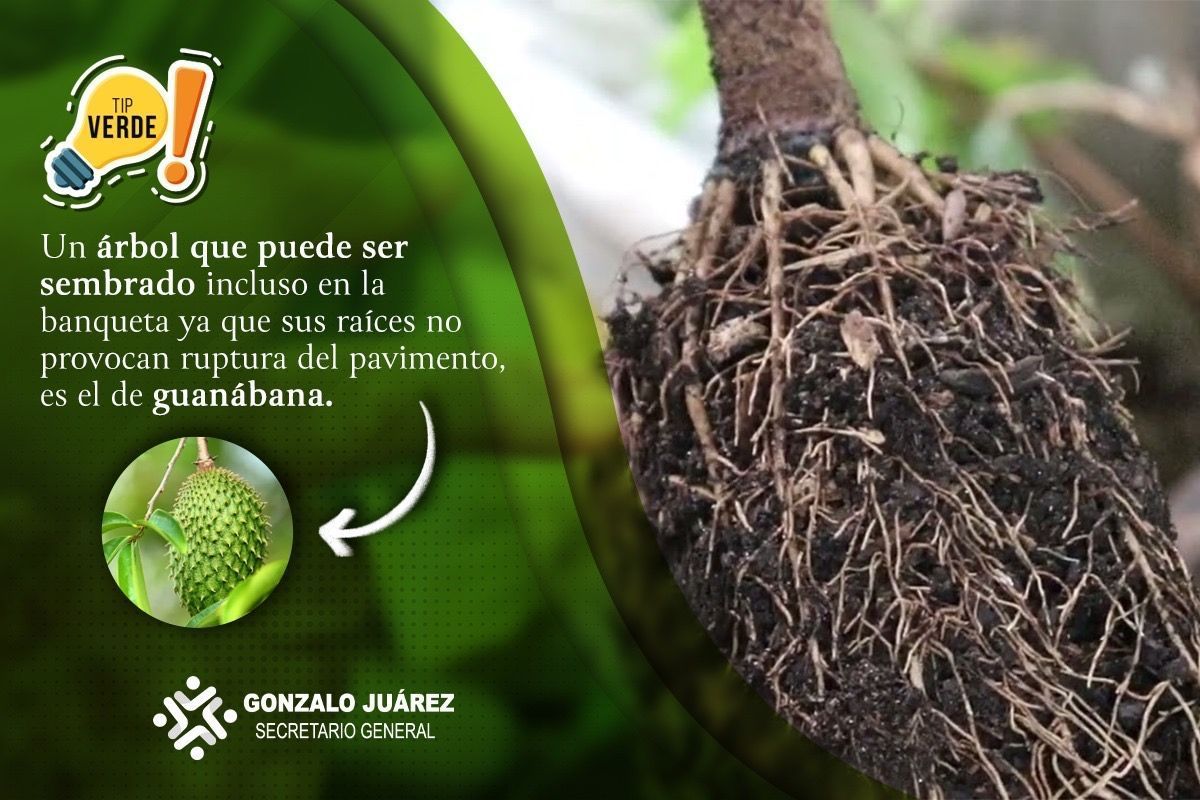 GonzaloJuarezM's tweet image. #TipVerde | Estos meses de calor intenso nos están dejando claro que debemos hacer algo para mitigar las altas temperaturas. Por lo que una buena recomendación es sembrar árboles, a continuación esta sugerencia: