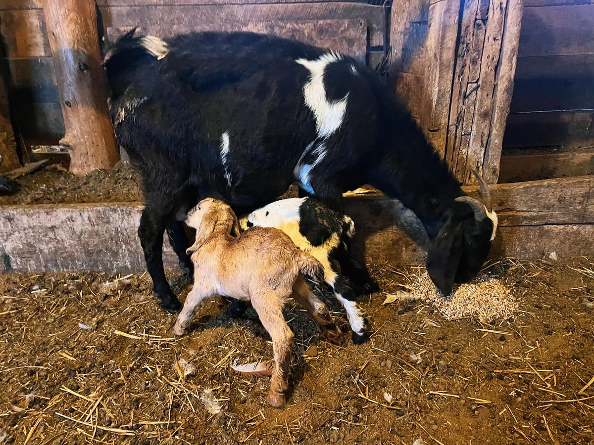 Of course our “spiciest” goat kid while <a href="/k_lyons55/">lyons🇨🇦</a> is away. I managed to get her separated and kids latched with not a single head butt (it was close at times) 😁Three healthy kids on the ground this week, two more first time does to go #ontag #goats #kiddingseason #shesabitch