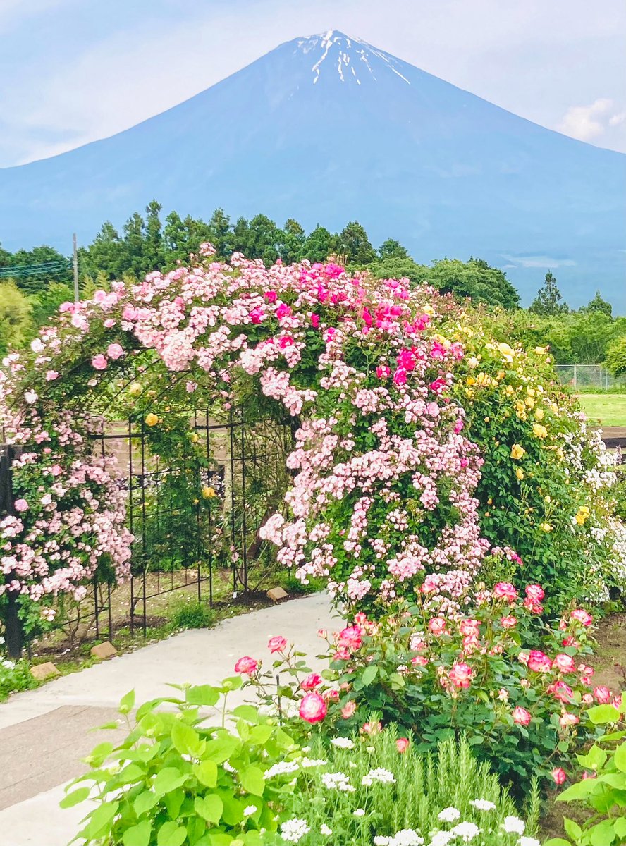 白糸自然公園のバラが見頃です🌹🗻
富士山の撮影スポットとしても人気の場所✨
白糸ノ滝の近くです。ぜひ足を運んでみて下さいね （2024 5/24 撮影）