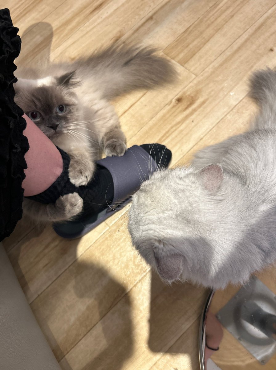 Sora____aroS's tweet photo. この間行った猫カフェの猫がしがみついてきてあまりにも可愛かったのでみなさまにも共有しますね https://t.co/vnshpWUtkD