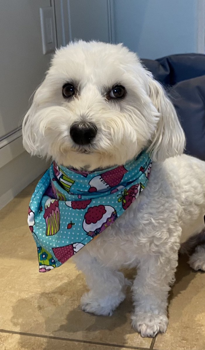 SirBailey2's tweet photo. The’s party it’s over. Mommy hers hast Covid. Again 😔🐶🐾 #westakingcareofhers #giveshersicecream #covid #dogsoftwitter #dogsofx #adogslife #doggo #pets 💚 https://t.co/yH0rGsen2x