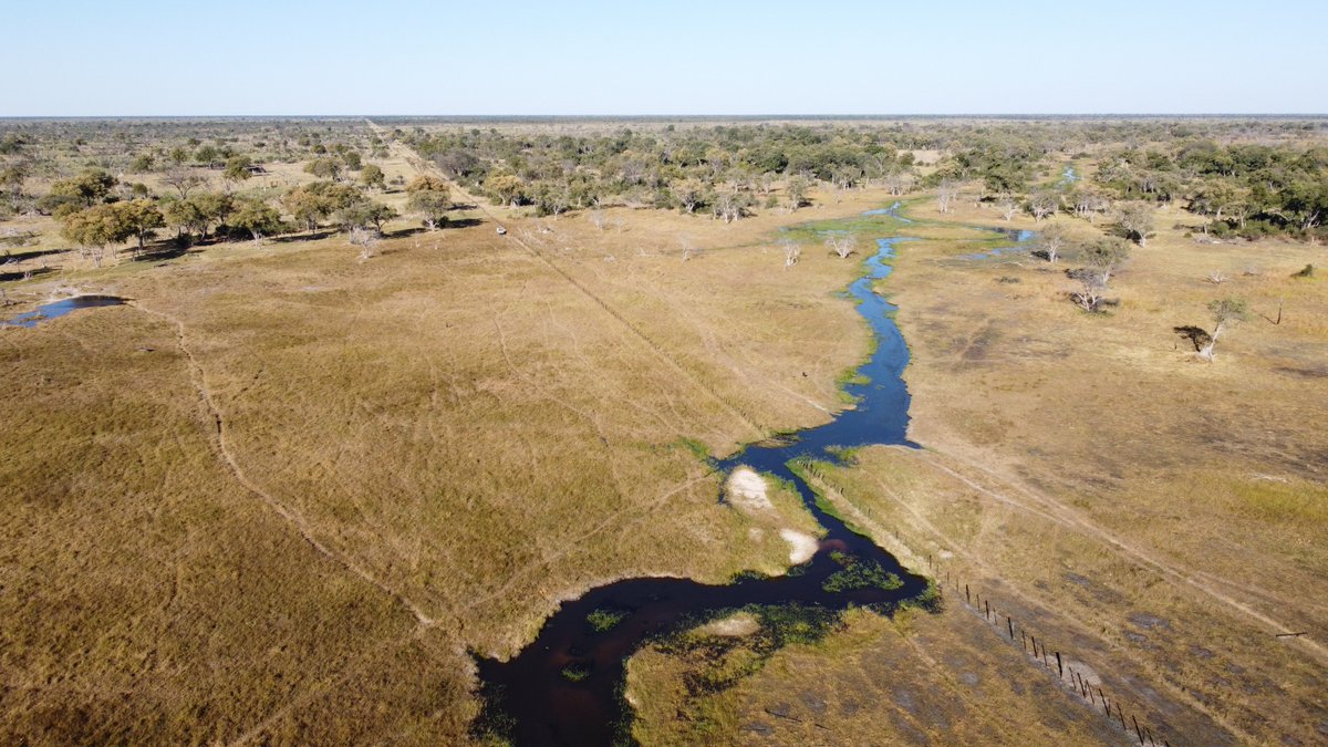 CraneWattled's tweet photo. The search is on..For the Wattled Cranes in the Okavango...Join me as we explore the delta..@InsideNatGeo , @intotheokavango , @wildbirdtrust , @IDEAWILD https://t.co/PiRp1Z1aZm