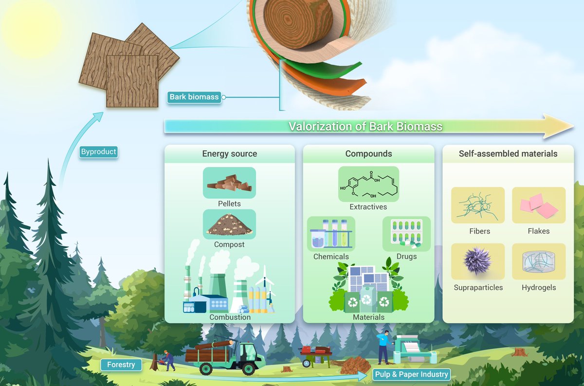 New review online in @Innov_Materials ! Bark extractives as sources of carbon-efficient functional precursors and materials. Public summary: Bark extractives are chemically diverse and can form complex superstructures for advanced functions. Read more doi.org/10.59717/j.xin…