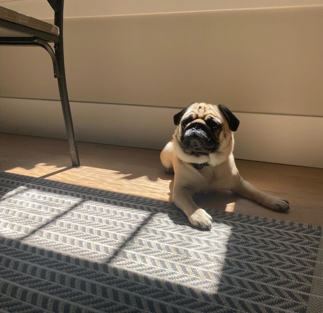 Always finding the sun spot - even during this heat wave! ☀️🌊
#pugs#puglover#puglife