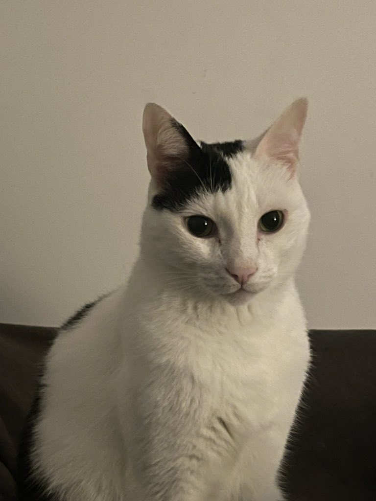 This is my cat Milo 😍