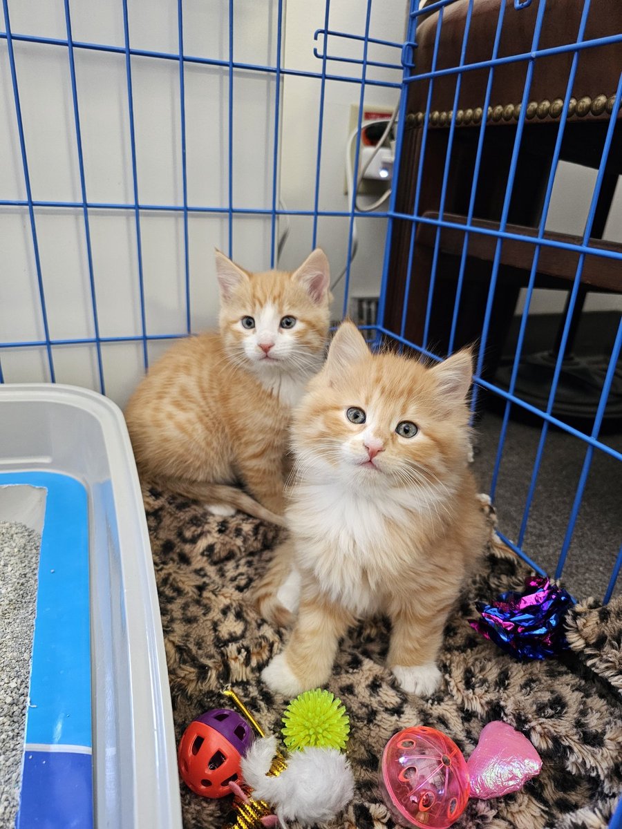 Who remembers Dirt, the legendary Nevada railway cat? On Thursday the Nevada Northern Railway museum (where Dirt lived) accounced that two interns will be carrying on his legacy. Good luck, little kittens!