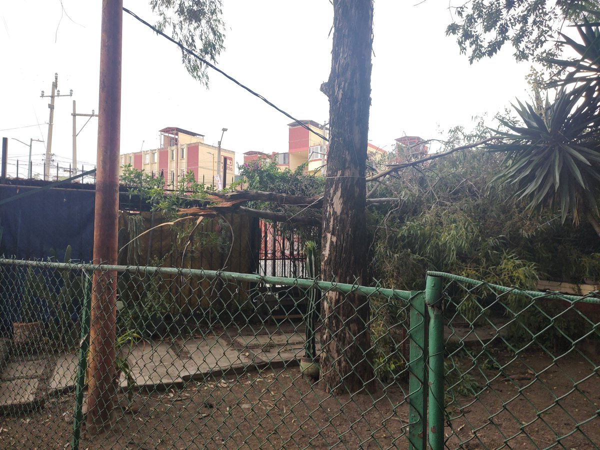 biolbonga's tweet photo. @Alc_Iztapalapa @Bomberos_CDMX

Caída de árbol  sobre cables de alta tención, urge la intervención para el retiro. https://t.co/FdhpkQBooy