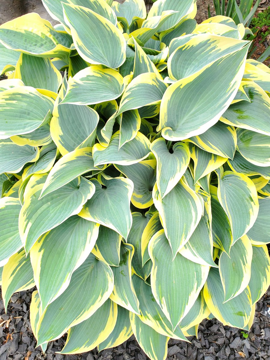 Hosta game is VERY strong at my mom's. 😉 #greenthumb  #signsofspring #springtime #loveit!