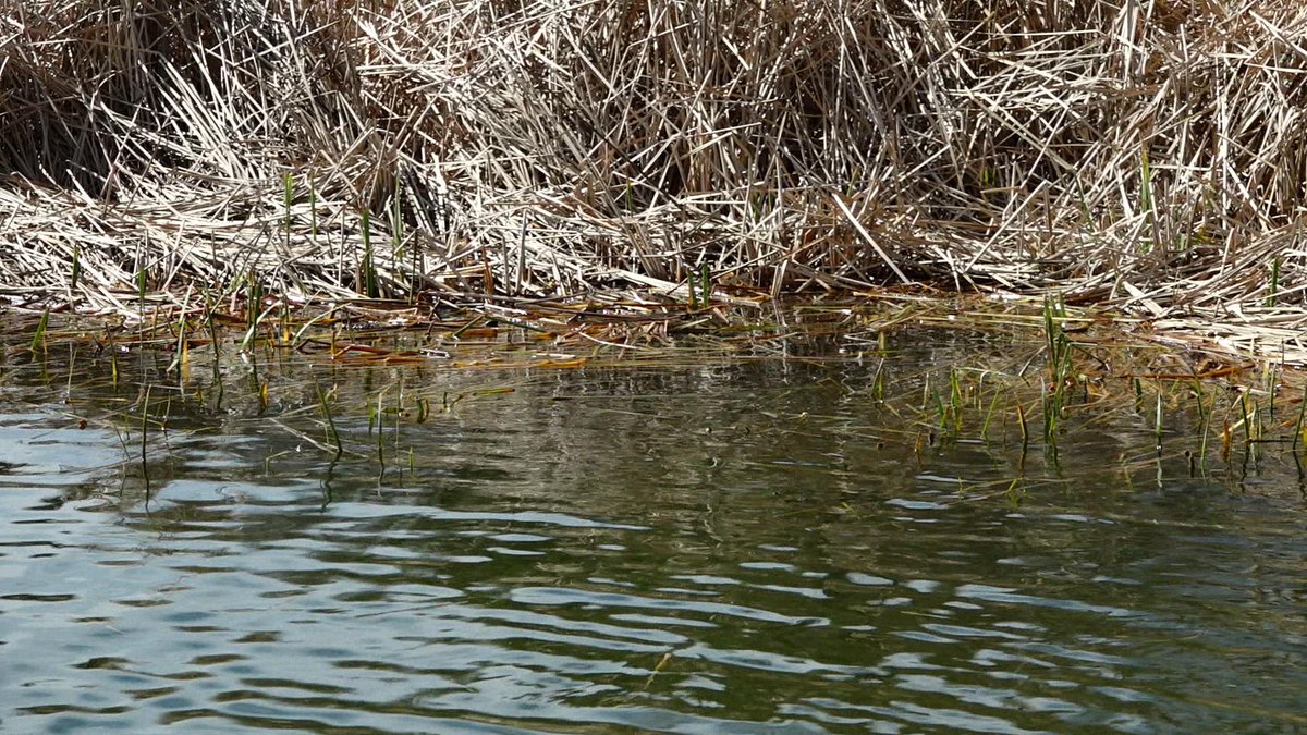 WHAT BAIT ARE YOU USING HERE? It's early spring. Water temperature is 62 degrees, average depth is 4-6 ft., and the water color is clear. There are no clouds, and light winds out of the east at 5-10 mph. #Fishing #BassFishing #Lake #Outdoors #Baits #Lures