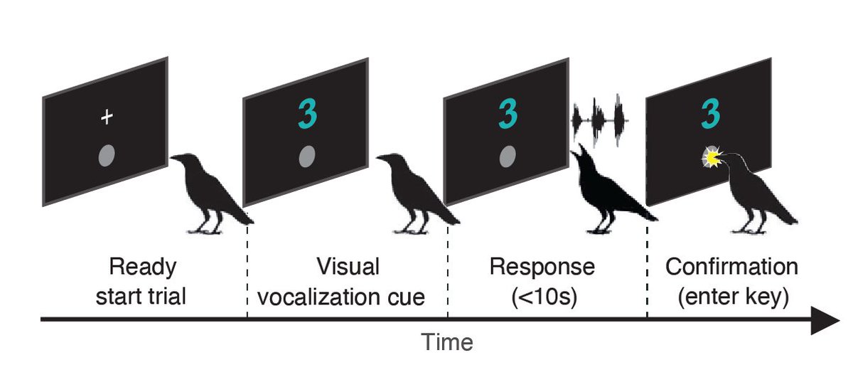 We complement field studies by bringing this into the lab & training crows to produce 1-4 vocs to arbitrary, non-arousing visual & auditory cues. Crows see or hear a cue (colored numeral, short sound), call that # of times, & peck the screen when done. If correct, they get 🪱.
