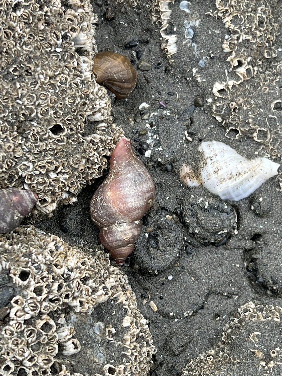 With the tide heading out, the sea stacks were exposed and so were all the critters!