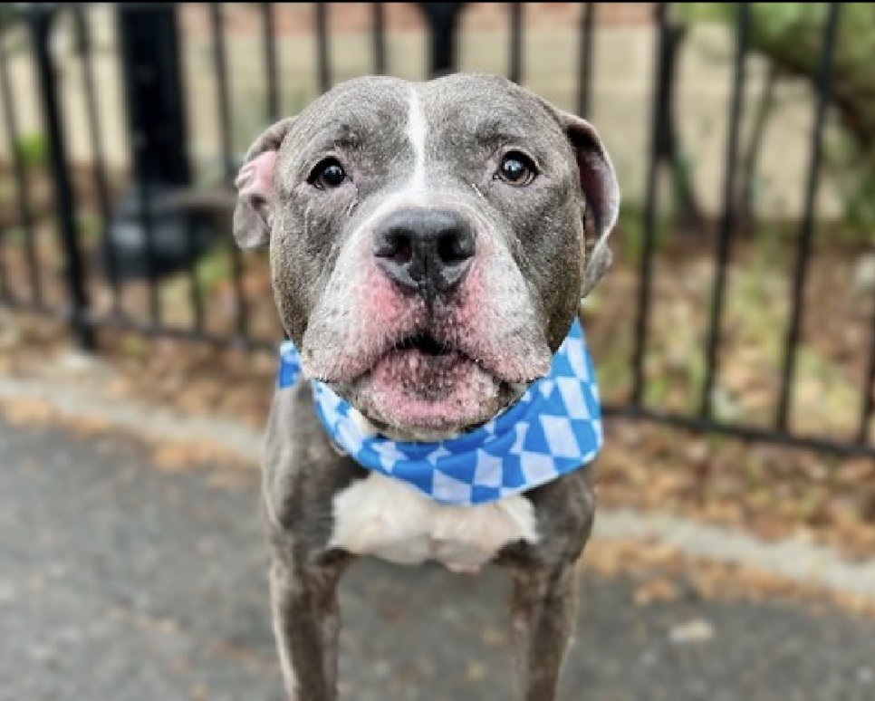 Total handsome hunk of love MURRAY #197321 is an adorable little #senior 10 yo,that should b cherished,not fighting for his wee life! He's a social sweetheart,loves everyone, extremely gentle & loving! PLZ #ADOPT #FOSTER OR #PLEDGE TO ATTRACT A RESCUE🛟 #NYCACC even a Retweet