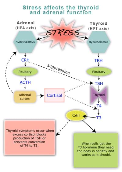 Low progesterone levels contribute to an imbalance in the stress hormone cortisol. Chronic stress & elevated cortisol levels impair thyroid function by inhibiting conversion of inactive thyroid hormone (T4) to its active form (T3) therefore slowing metabolism. #thyroid #stress