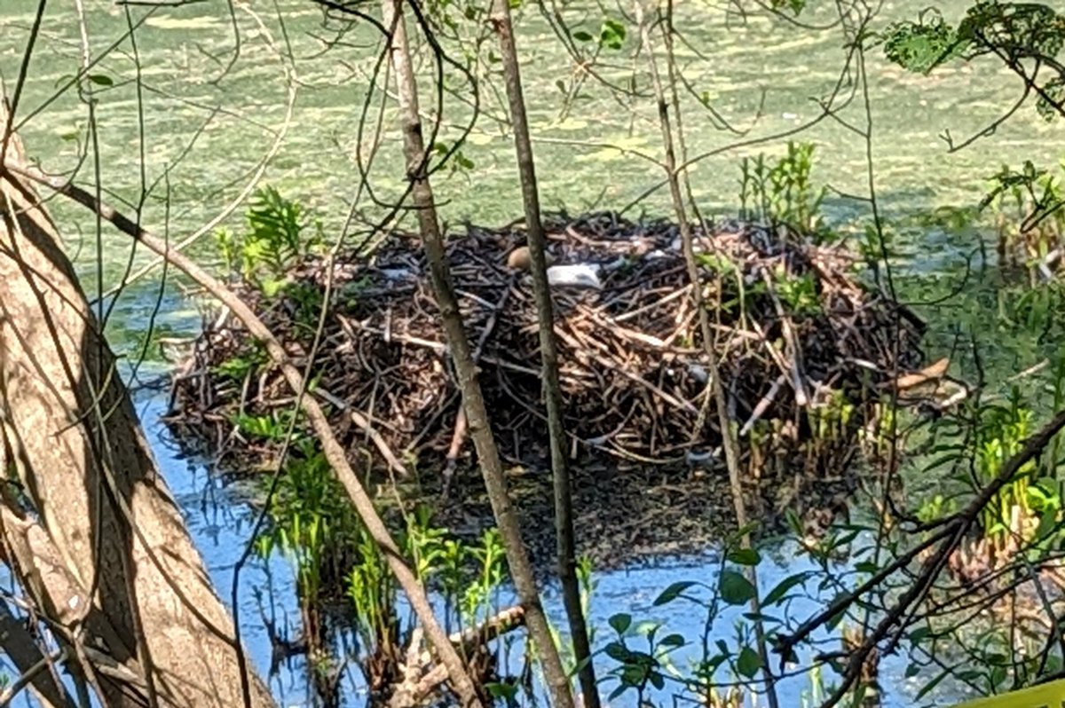 kmcApple's tweet photo. The cygnets hatched around a week ago. Looks like one non-viable egg is still in the nest and there are four to five cygnets with Mama and Papa. It's interesting how only the odd duck and no other swans were in Wards Pond during all this time. https://t.co/ZbToCpSTDk