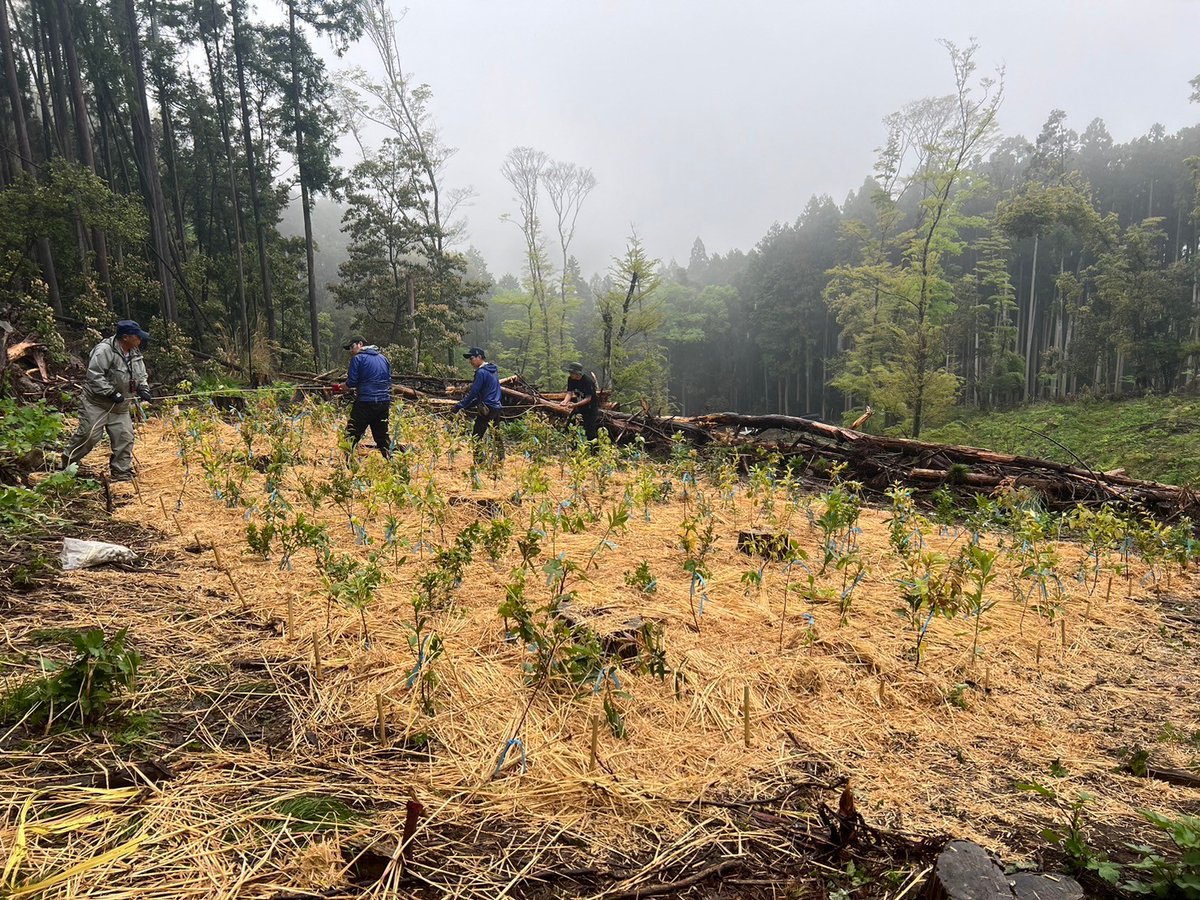 satonote_radio's tweet photo. 今回の植樹祭は大分の会社　アイビックと共に
お送りしました。
🦚タブノキ🦚など20種類以上500本の苗を植樹
300年続く森のスタートです！

#里山ゼロベース #satonote #ドクトル西野 #高橋万里恵 https://t.co/oqePACWnCp