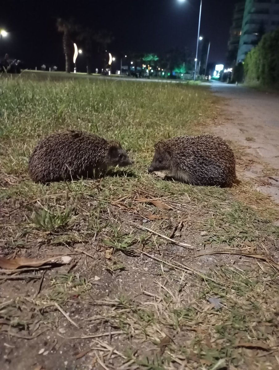 ismailAydinx's tweet photo. Akdeniz aşıkları 🦔 https://t.co/TqSQczQ4wY