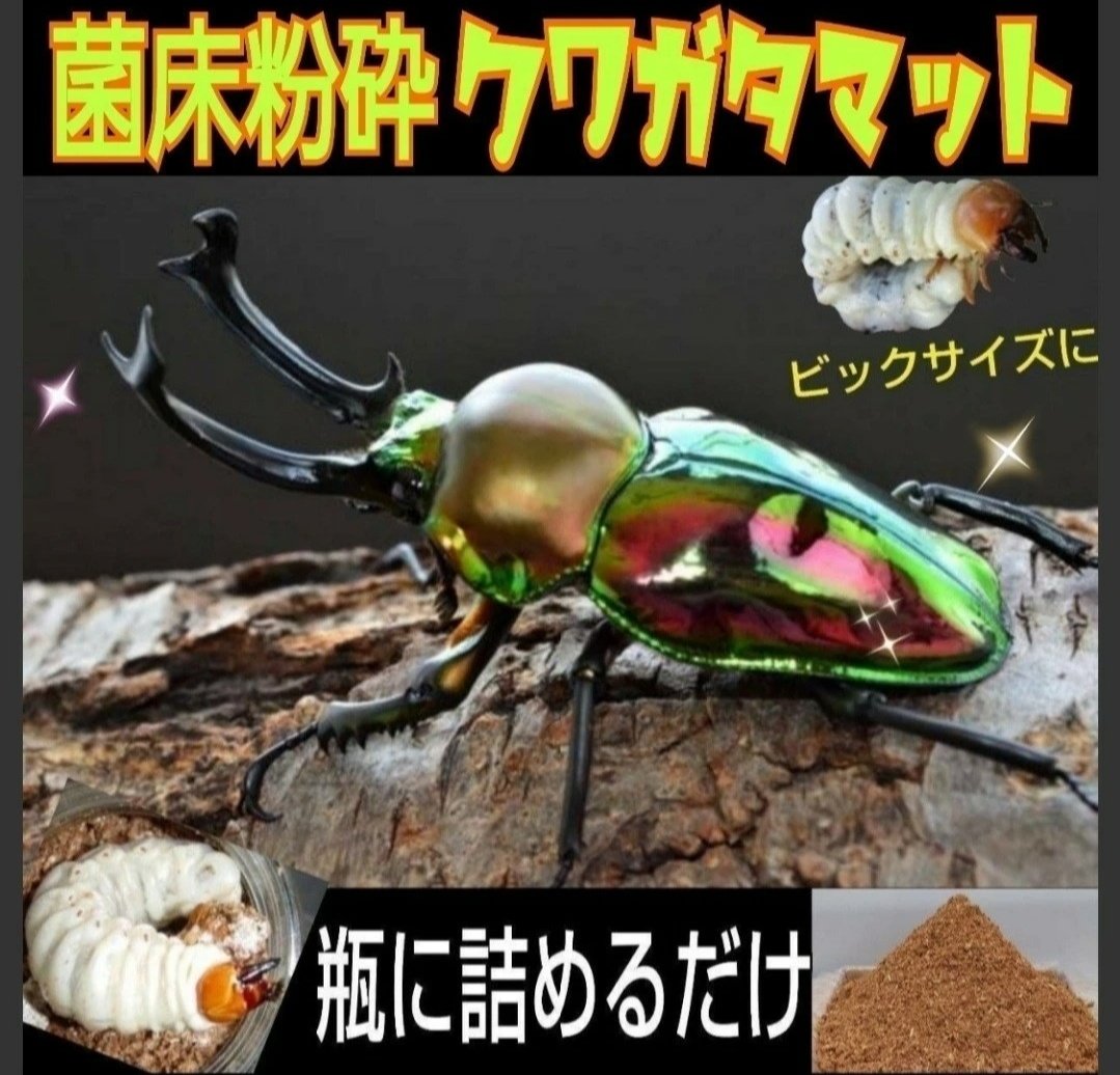 進化した!プレミアム3次発酵マット【40L】ヒマラヤひらたけ菌床 進化した!プレミアム3次発酵マット【40L】ヒマラヤひらたけ菌床