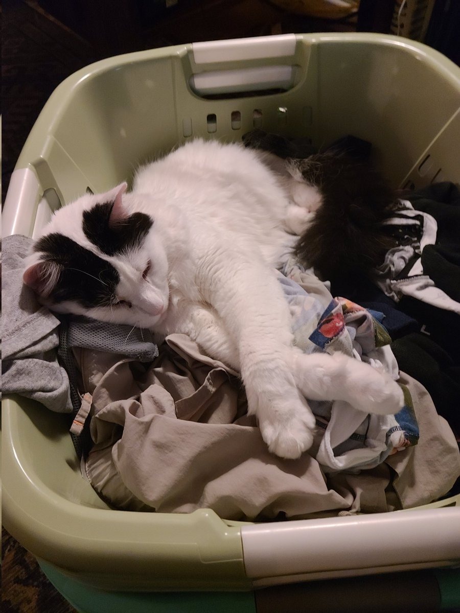 WelbornBeege's tweet photo. Nothing like a warm basket of clean clothes to attract the local CRACK ADDICT.

#WhyDoIBother https://t.co/7v9l7V7ZXR