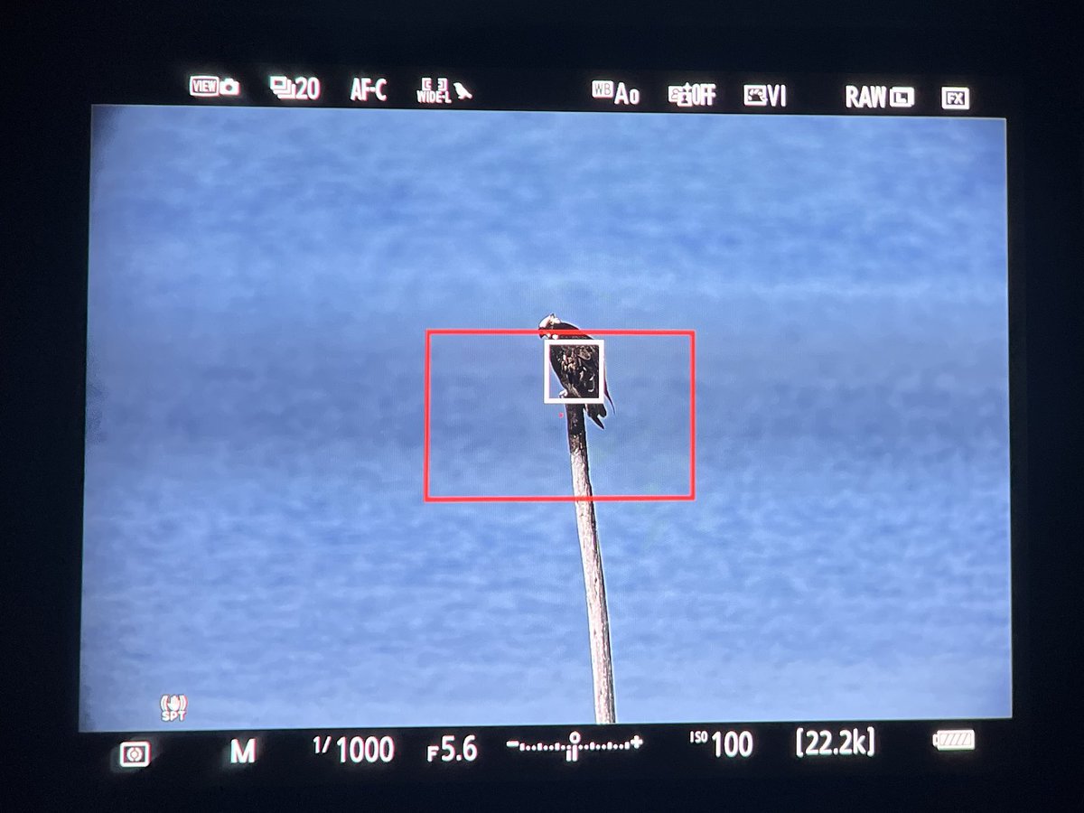 全然飛ばん🤣 #osprey #鶚 #ミサゴ