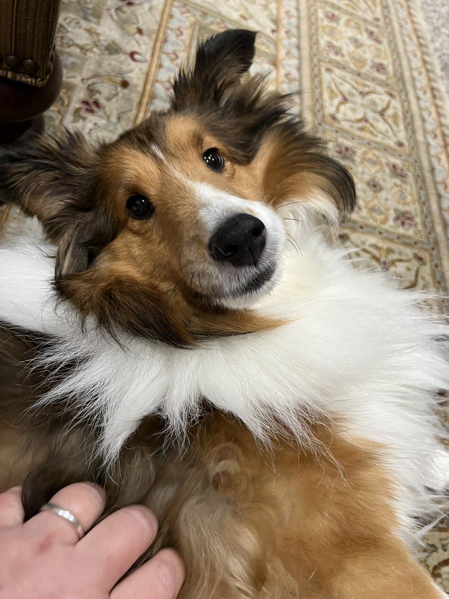 Mom was giving Murray a foot massage with moisturizer for his paw pads, feeling relaxed 🐾❤️🐕