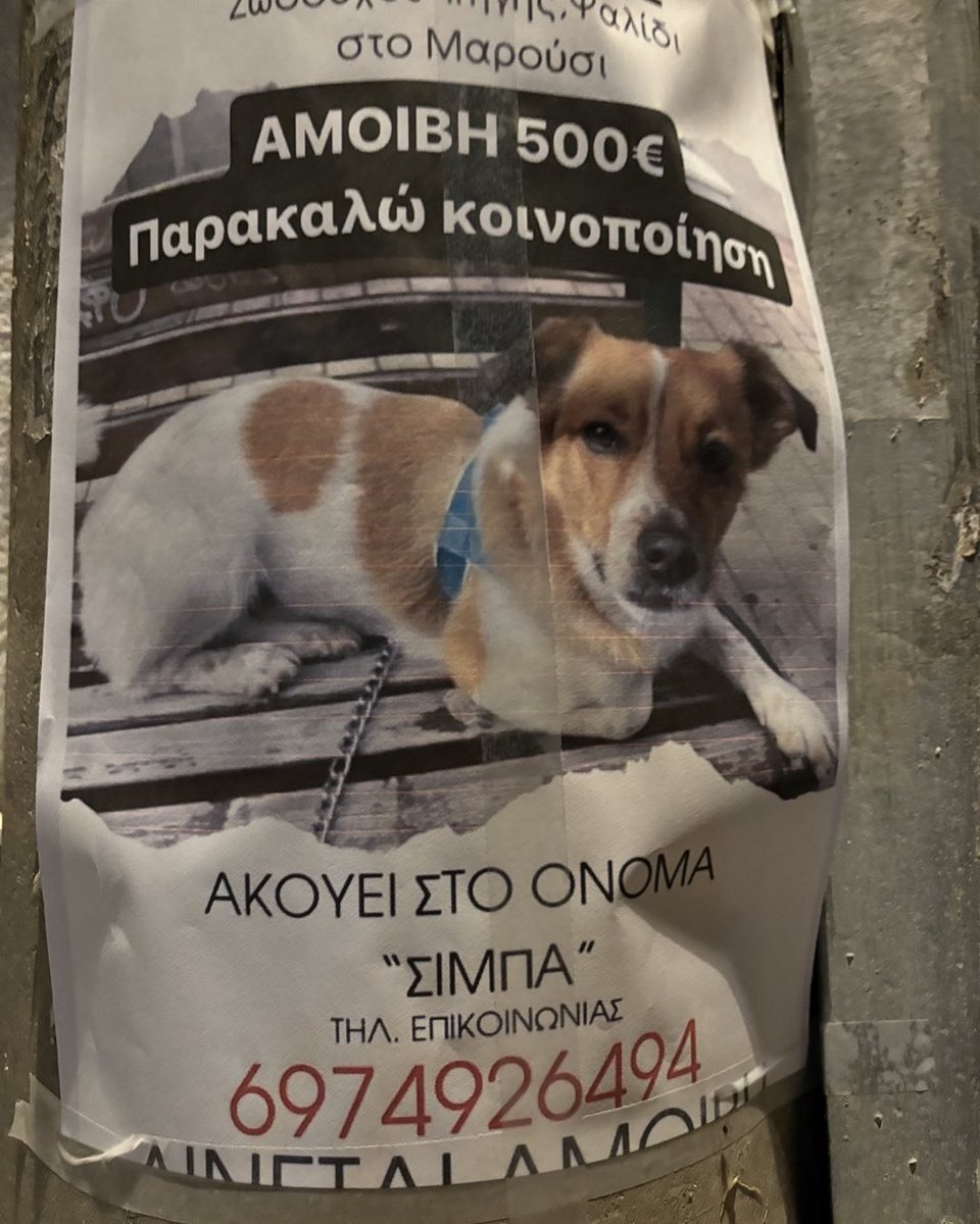 Το σκυλακι χάθηκε πριν 4 μέρες στη περιοχή Ψαλίδι ΑΜΑΡΟΥΣΙΟΥ . Παρακαλώ πολύ κοινοποιήστε ,αν θέλετε, για να βρεθεί. Ευχαριστώ πολύ !