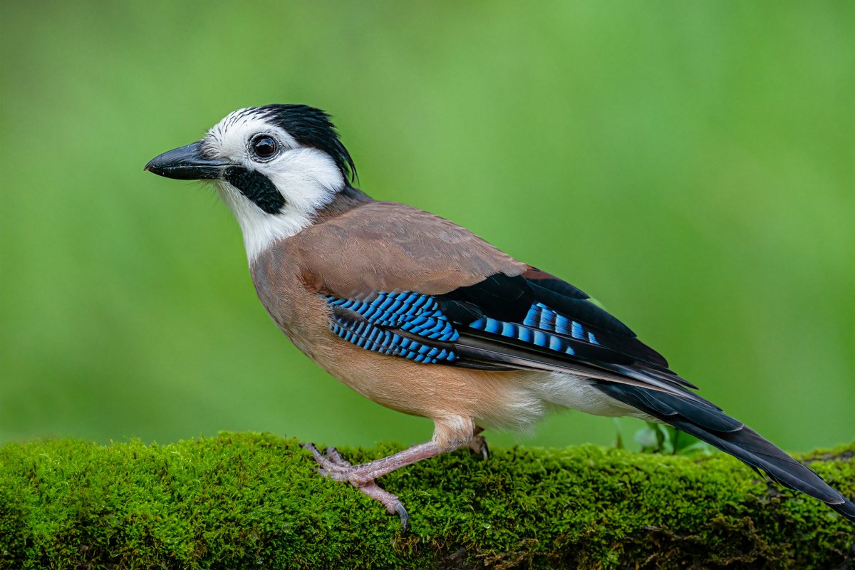 Stunning Eurasia Jay (or White-faced Jay) spotted in Myanmar! 🇲🇲

#Birds #Birdwatching #Nature