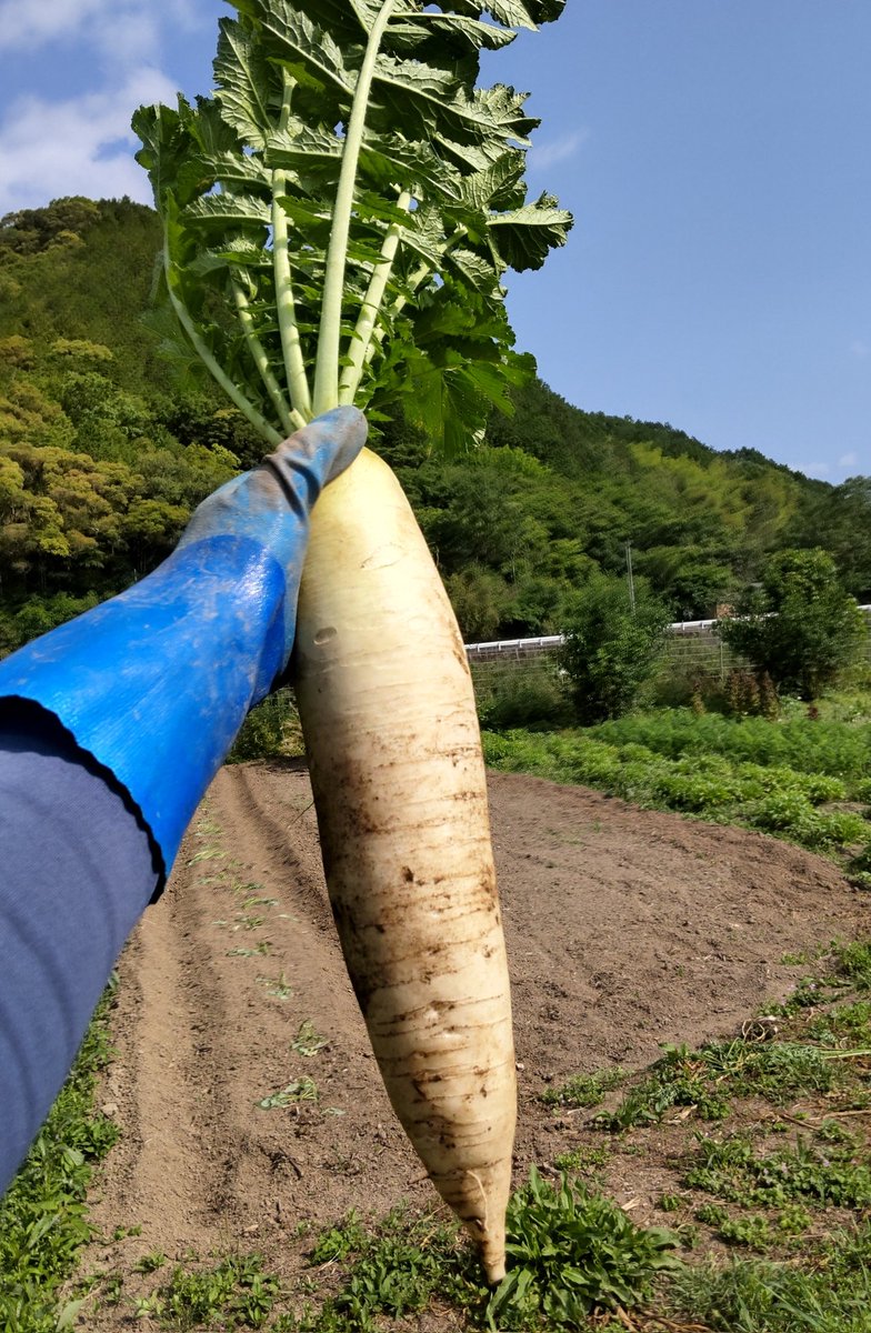 yoshikatsu_taka's tweet photo. おはようございます。
立派な大根が収穫できています。
#農薬不使用 https://t.co/Ms0u6f4RYT