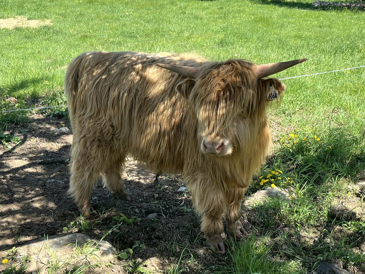 CTVLegacyTech's tweet photo. An early, and very special birthday present; hanging out in West Bolton with Highland Cows. Not something you see everyday!! A great big โMerciโ to my @Nathalie_B for setting this up. ๐โค๏ธ๐ด๓ ง๓ ข๓ ณ๓ ฃ๓ ด๓ ฟ #Coos #Moo #ForAllTheCows #TonsOfFun https://t.co/bKD7sY65X8