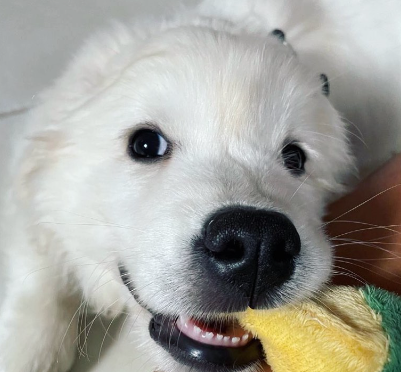 I’ll never let go with this new toy of mine
👉 amzn.to/43cNsKc
#dogs #ad #pets #adogslife #cutedogs #dogsoftwitter #iloveanimals #petlife #petsoftwitter #cute  #petlovers #dog #DogsOnTwitter #dogtwitter #dogoftheday #pet #petsontwitter #adorable #cute #cuteanimals