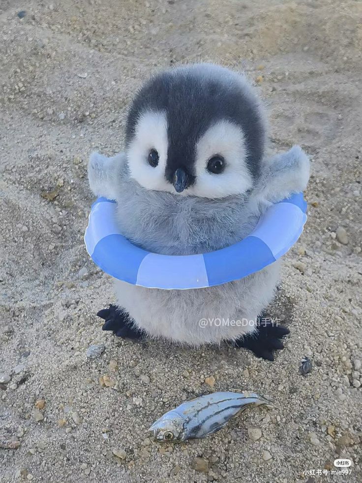 🐧🤍🖤