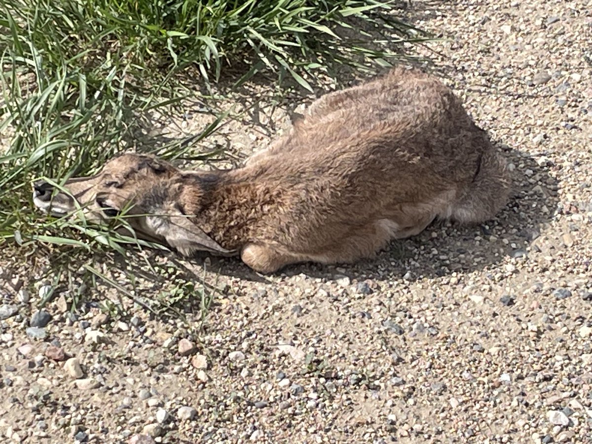 Baby Pronghorn not hiding very well. On the edge of the road.