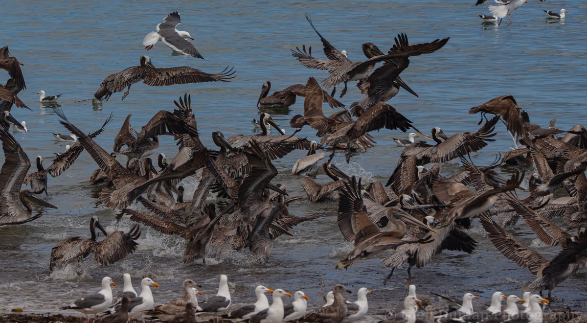 So many birds!!! There are thousands of dead fish washed up on the shore at Leadbetter Beach, Grunions from what I heard but there are more shore birds than you can count. A literal feeding frenzy! #birds