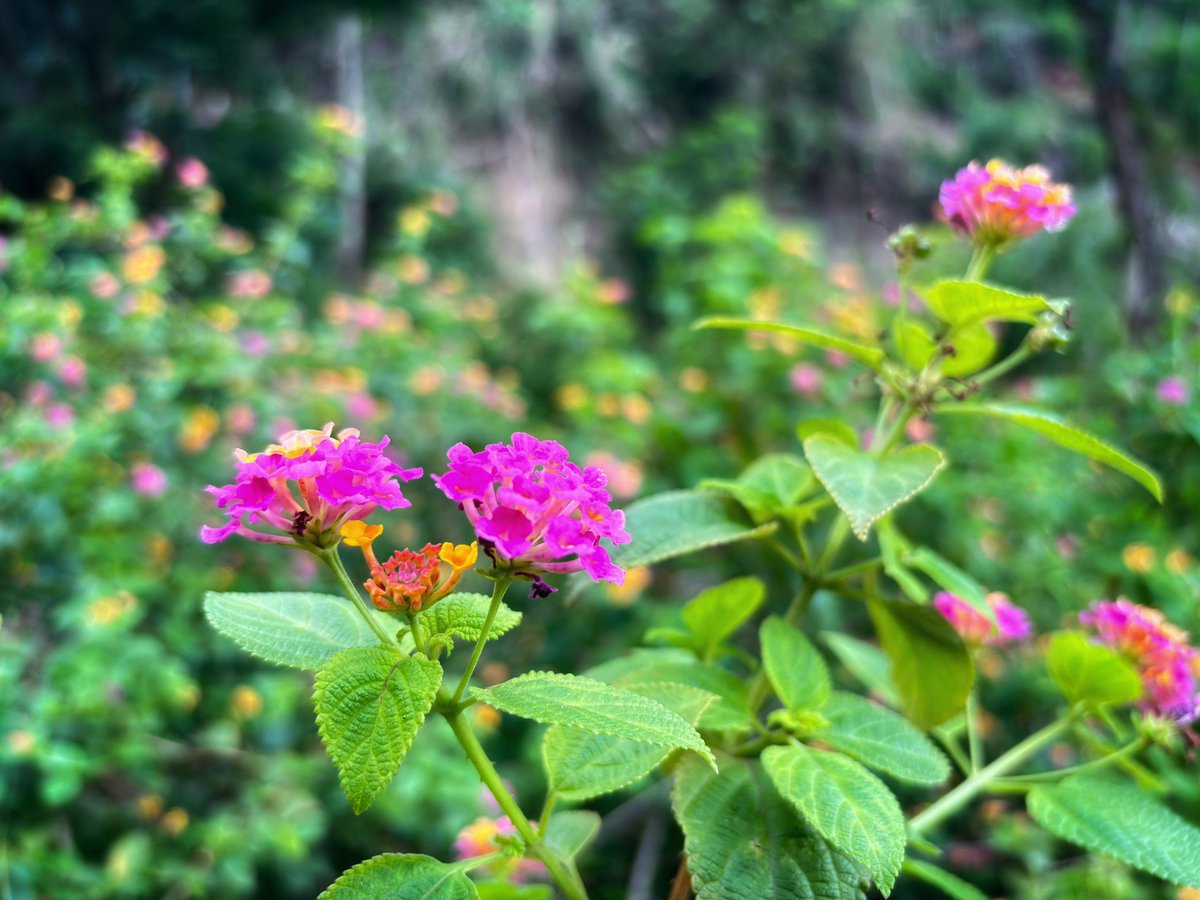 Good Morning 🌞
#goodmorning #flower #myclick