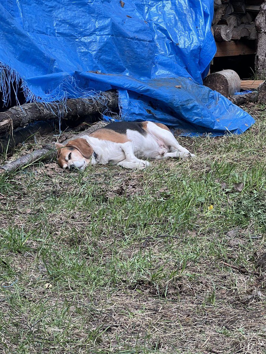 I think I wore Milo out doing yard work. #beagle #beaglefacts #alaskabeagleranch