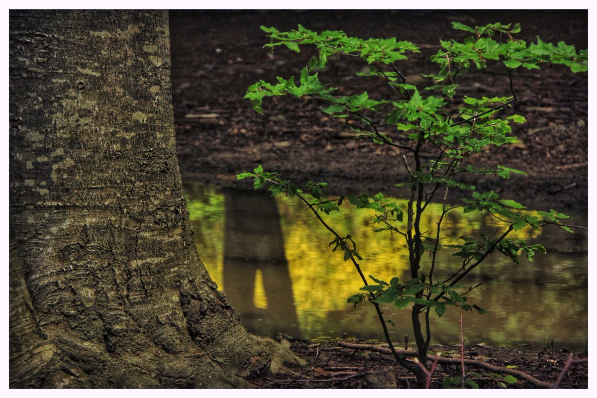 I seguim al #Montseny #Reservadelabiosfera ☘️#fotonatura 🌼🏞️📷🎞️