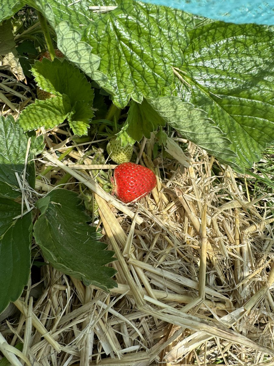 StevePhillips85's tweet image. First of the the season 👌🏻… nothing like growing your own!