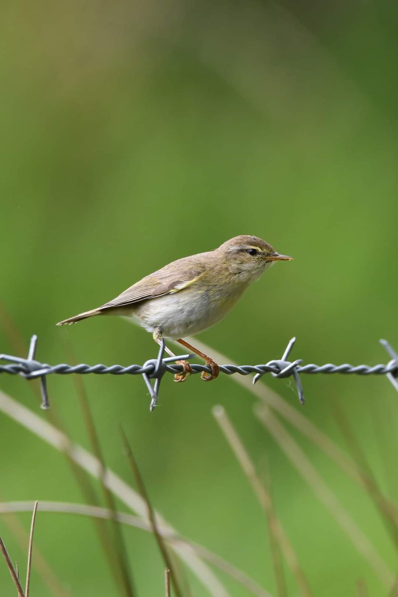 Willow Warbler Bude Cornwall 〓〓 #wildlife #nature #lovebude #bude #Cornwall #Kernow #wildlifephotography #birdwatching #BirdsOfTwitter #TwitterNatureCommunity #Willowwarbler